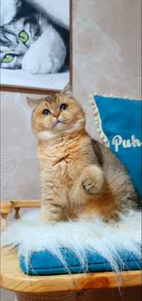 Шикарний британський золотой котенок