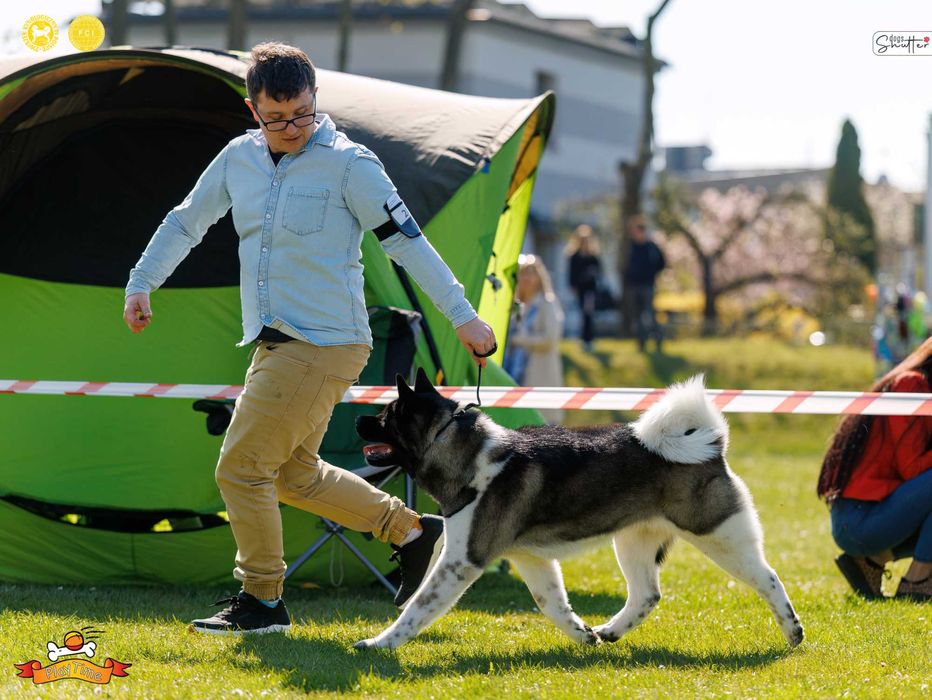 Akita Amerykańska szczenięta -grudzień -zapowiedź miotu - PlayTime FCI