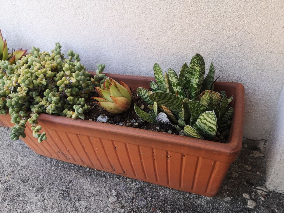 Suculentas floreira
