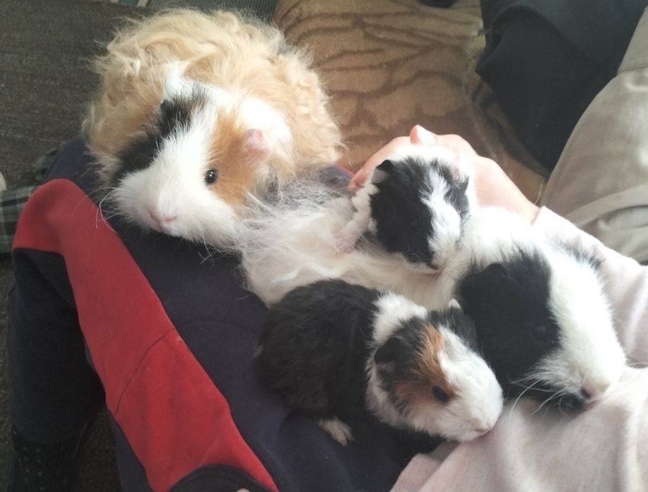 Морська свинка, малеча