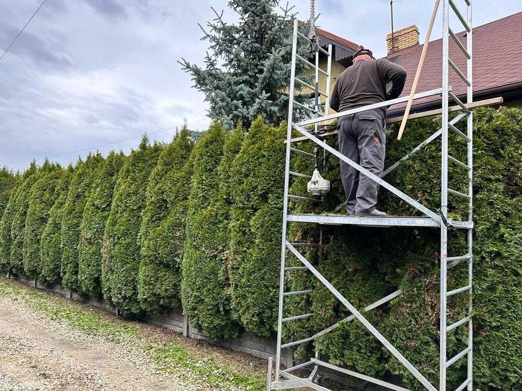 Przycinanie tui, krzewów i żywopłotów wywóz masy zielonej