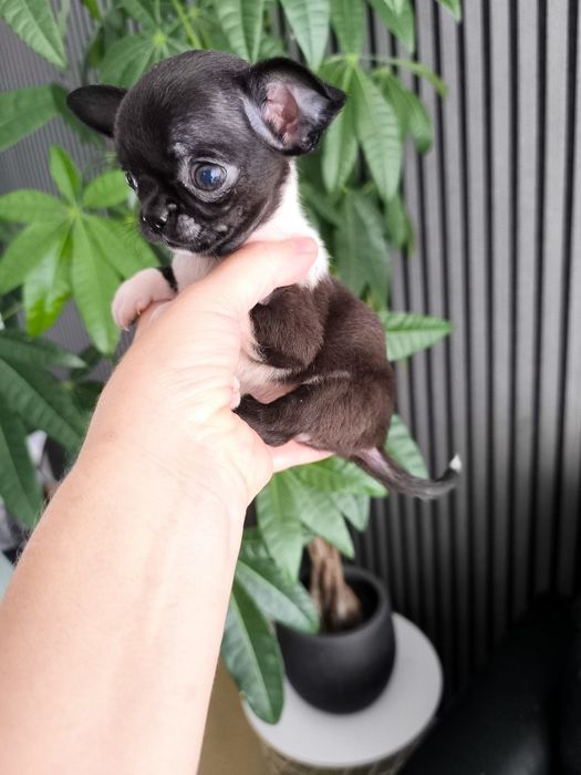 Chihuahua  Super Mini. Menina. Cabeça de maçã. Perfeito!