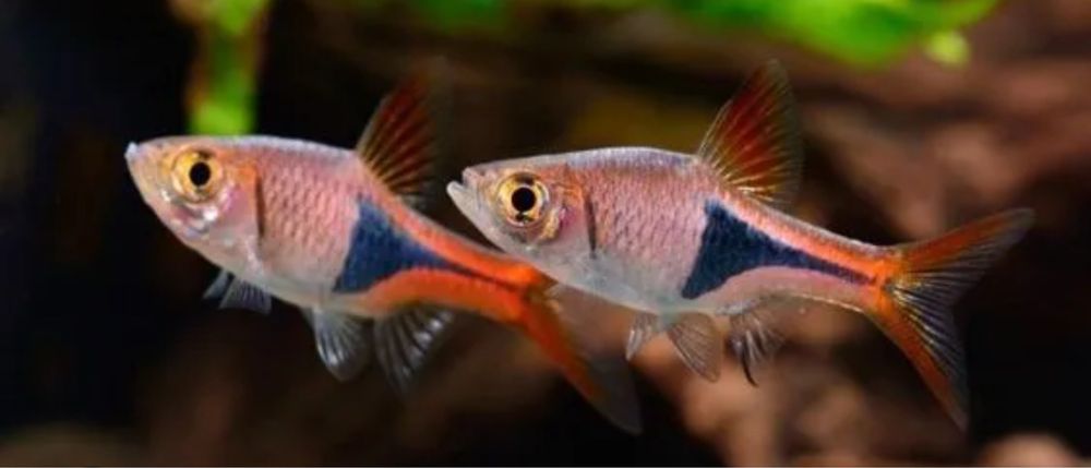 Rasbora Arlequim