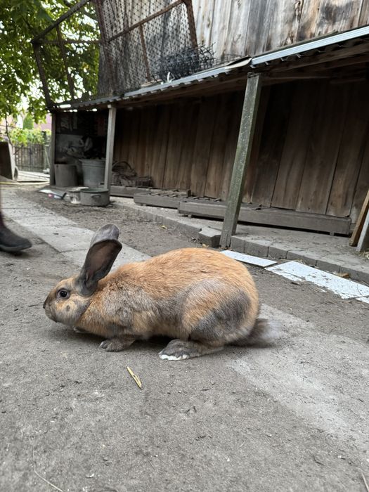 Królik Samiec Mieszaniec