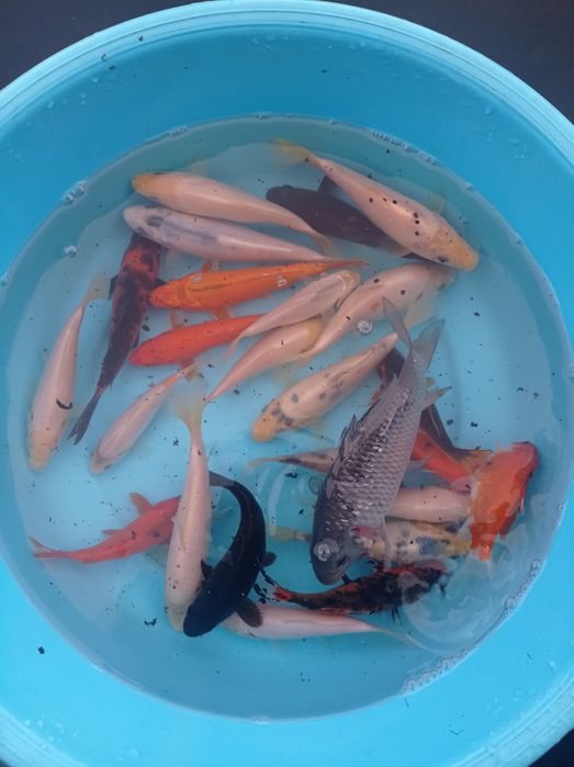 Carpas koi vários tamanhos último lote