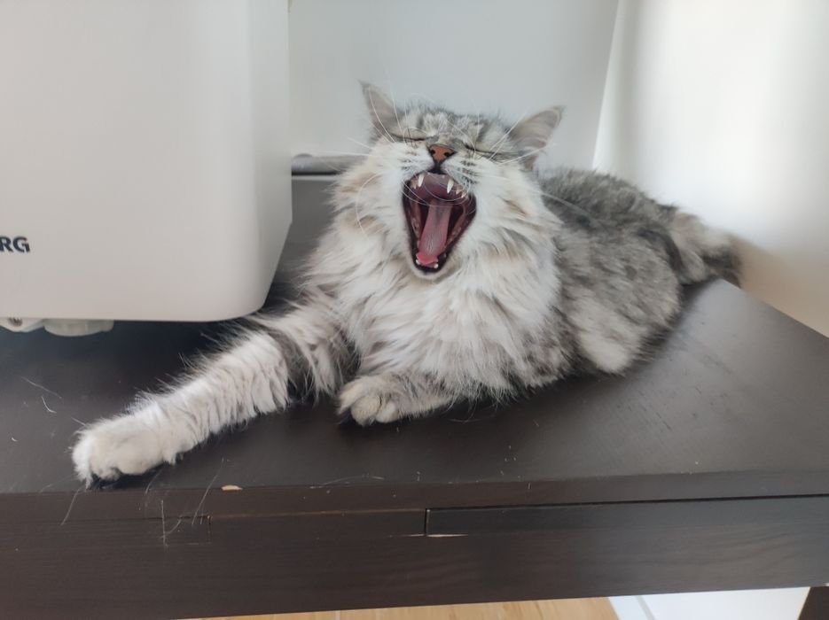 Kotka Syberyjska z rodowodem FPL