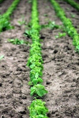 Посевная соя на посів