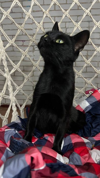 Віддам _ кошеня_ кішки_ багіра