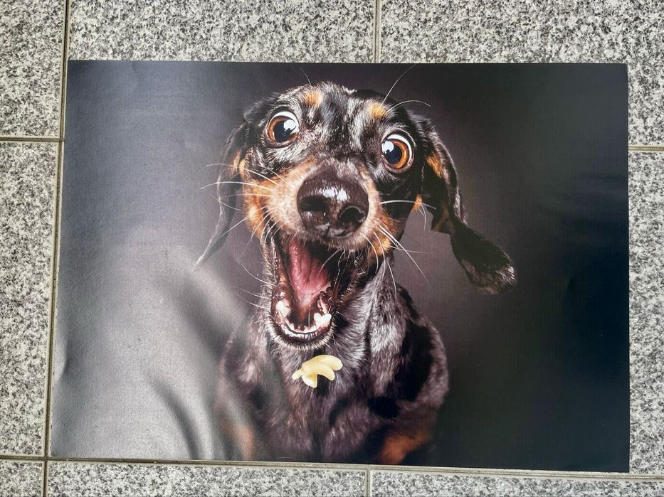 Fotos animais ( caes )