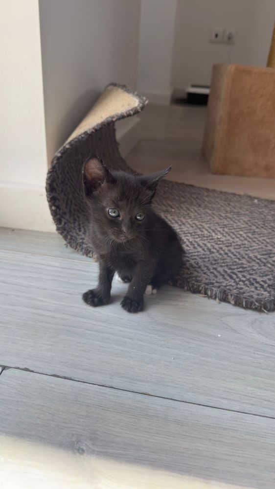 Gatinhos para adoção