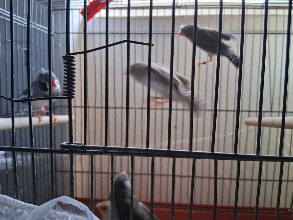 Diamantes gould 2025 , Bengalins  e Mandarins