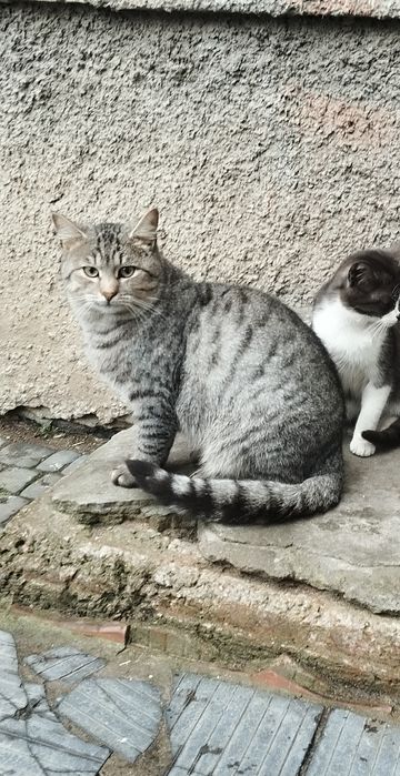 Безкоштовно котик