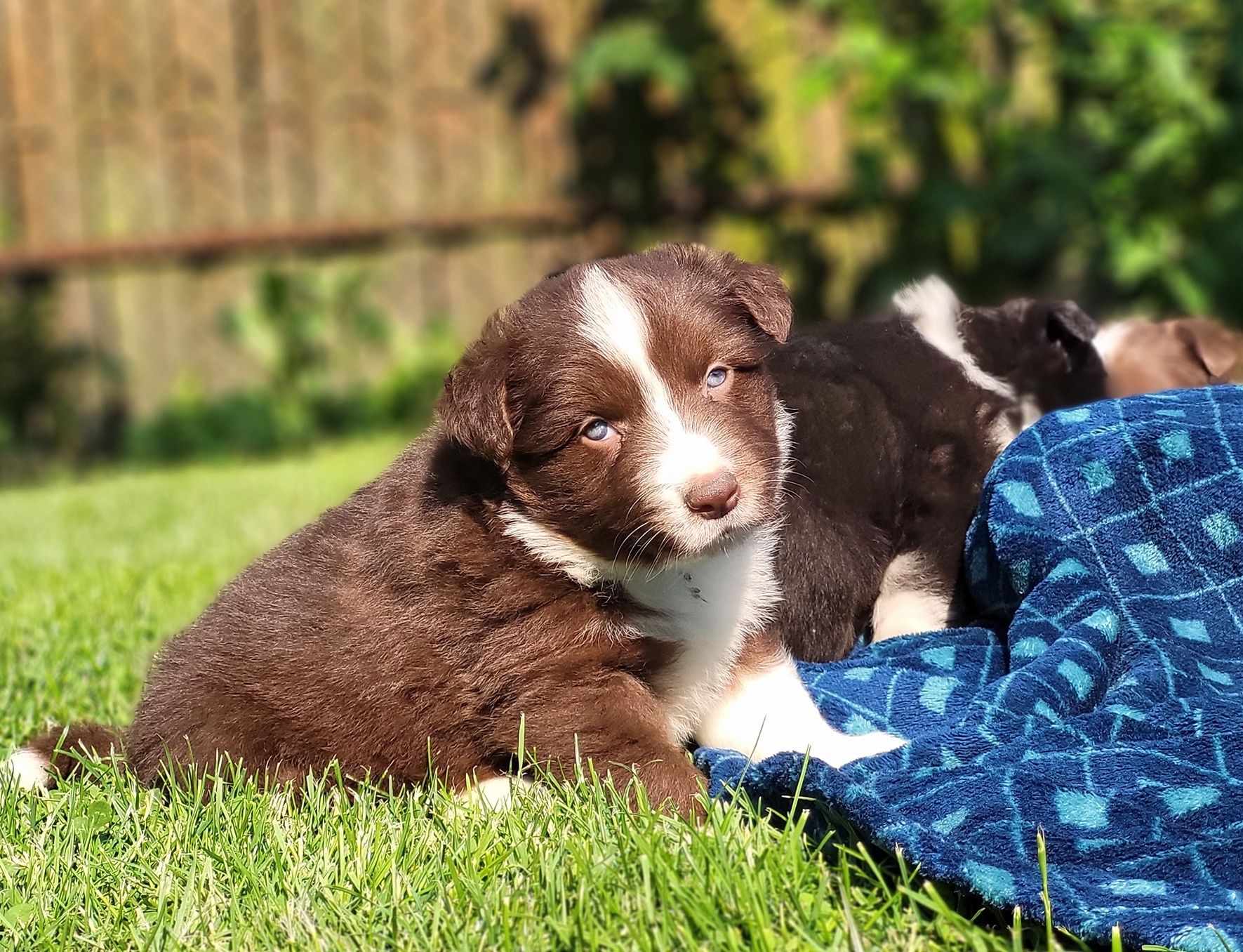 Border collie rezerwacja
