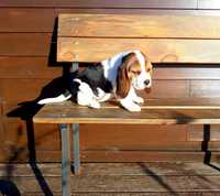 Cachorro beagle tricolor