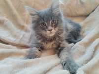 Mainecoon z rodowodem