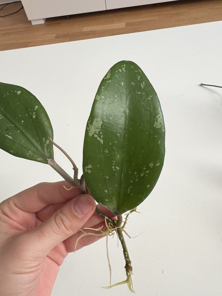 Hoja hoya North of Thailand