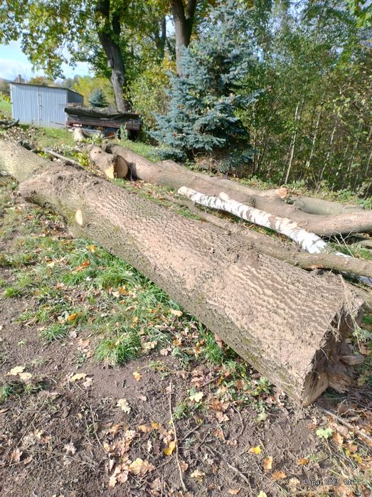 Sprzedam kłoda do dalszej obróbki.