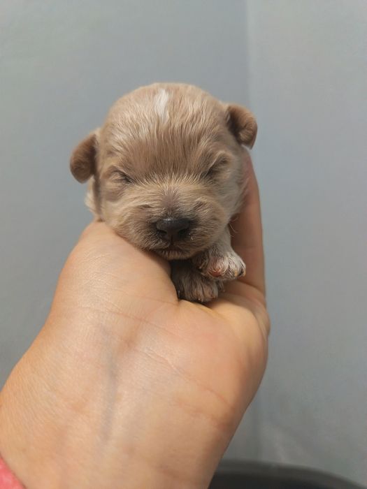Maltipoo F1 piesek piekny