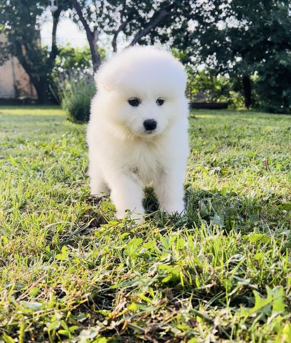 Купити цуценя Самоєда.