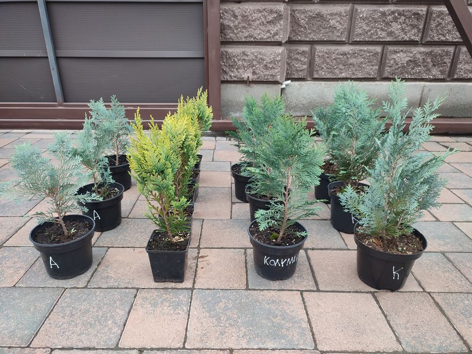 Кипарисовики Алюмі, Колумнаріс, Алюмі голд Рівне