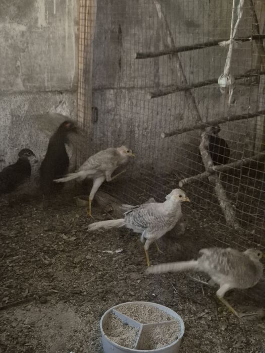 Młode bażanty z wiosny