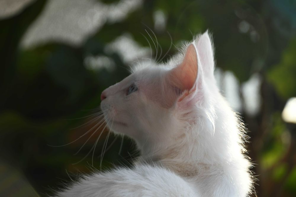 Bethânia: excelente exemplar. Angorá turca branca de olhos azuis