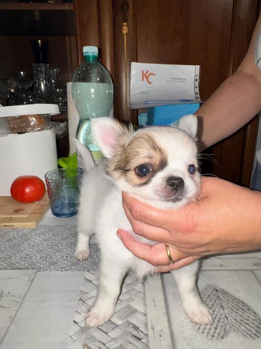 Malutki długowłosy  chihuahua