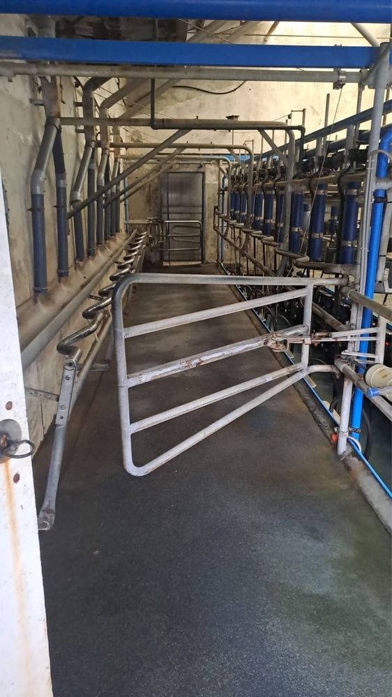 Hala udojowa 2x10 DeLaval / Alfa / 50 stopni / System / Bogata wersja