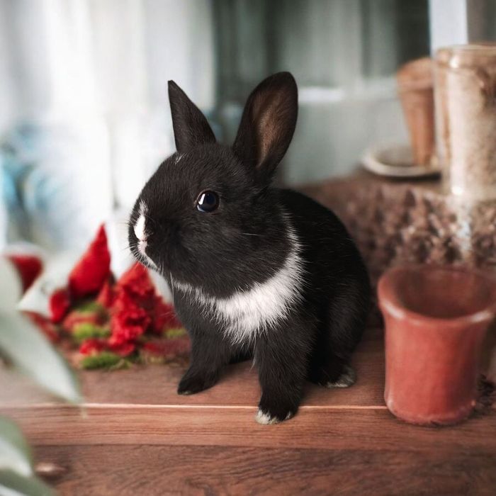 Królik miniaturka Karzełek rex karzełek Teddy mini lop