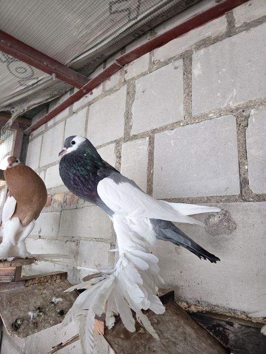 Garłacz Siodłaty Łapciaty (czeski) !!!