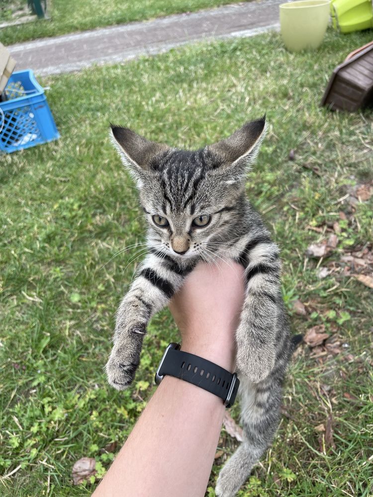 Koty do adopcji ZA DARMO