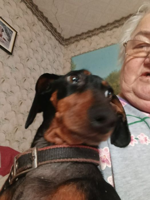 Такса девочка 5 лет