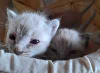 Gatinhas bebés para adoção