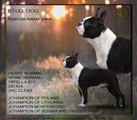 Boston Terrier ZKwP FCI stud Dog Reproduktor