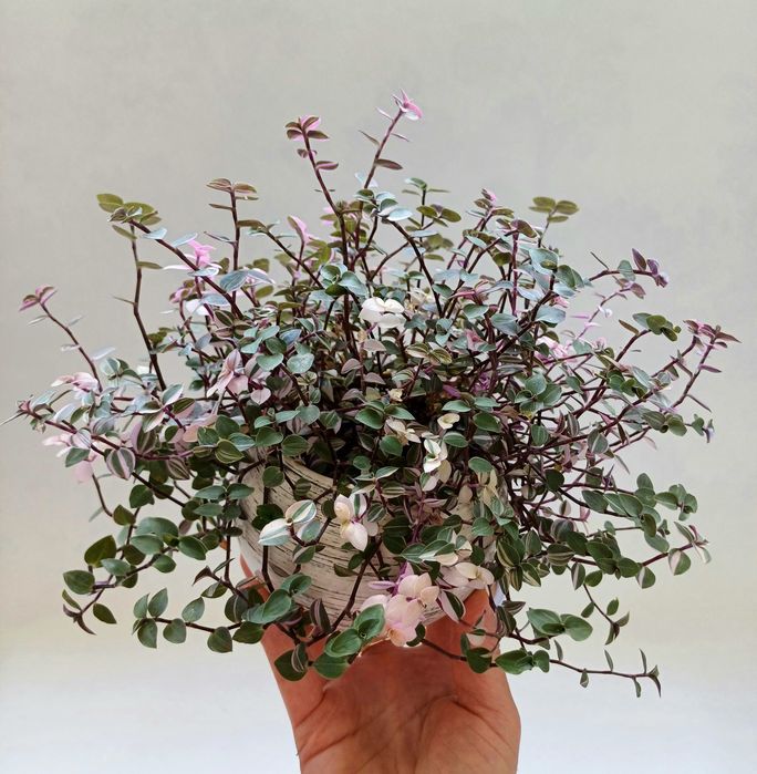 Фікус Бенджаміна,,Епіпремнум,Сингоніум,Рипсалідопсис(білий),Каллізія