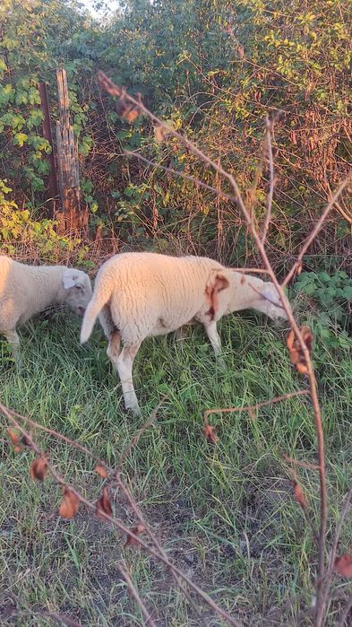 Продам ягнят молочной породы