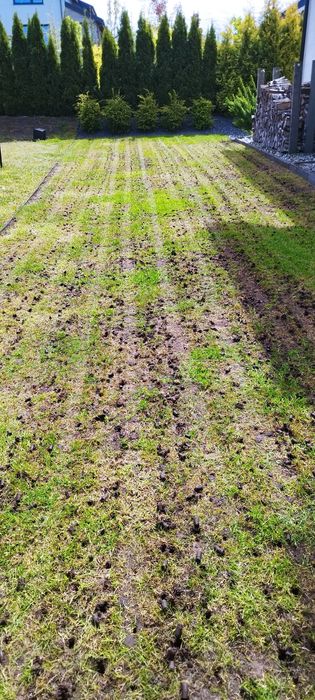 Renowacja trawnika, aeracja, wertykulacja, piaskowanie, dosiewka