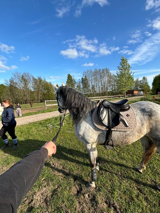 Sprzedam piękną siwą klacz