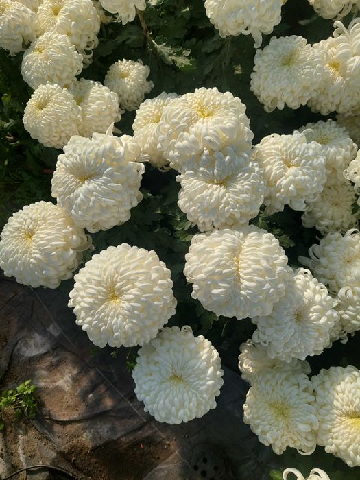 Chryzantemy wielkokwiatowe