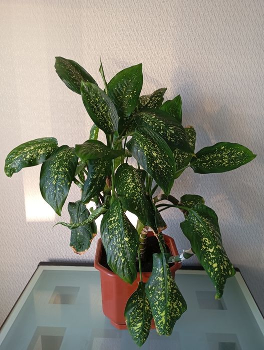 Кімнатні квіти  Дифенбахія (Dieffenbachia)