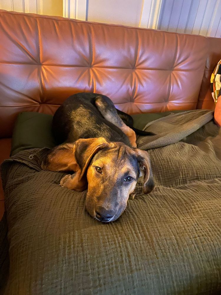 Cachorro para adoção