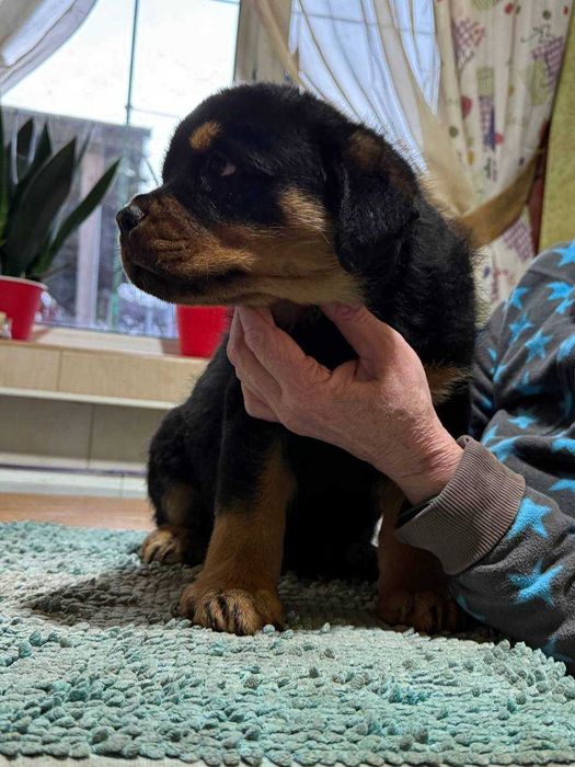 цуценята ротвейлера, які підкорять ваше серце!