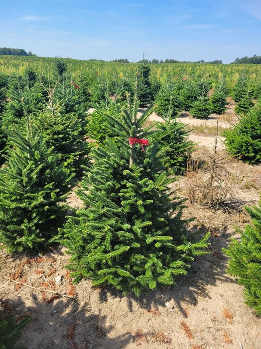 Jodła Frasera w donicy / doniczka 125 - 175 cm- Plantacja TuChoinki.pl