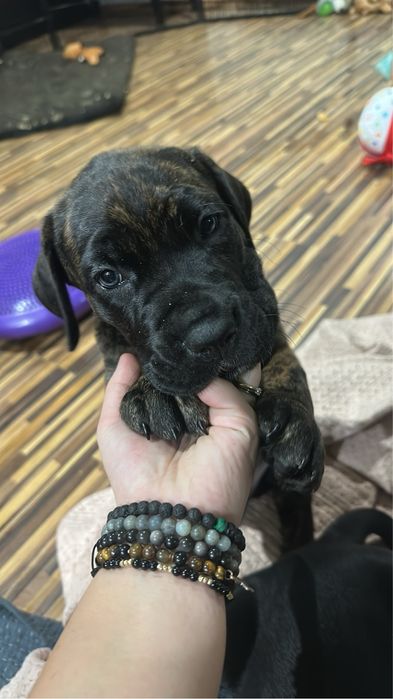 Cane Corso Italiano Suka Szczeniak