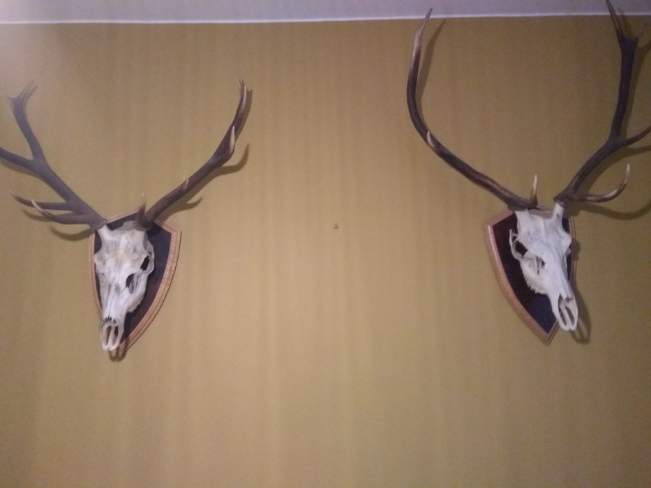 Rogi jelenia z czaszką.Stan Idealny.
