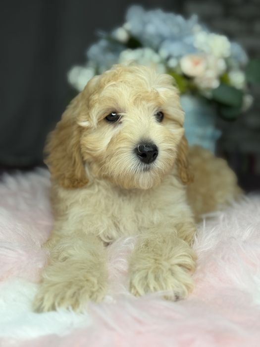 Миниатюрная девочка пудель