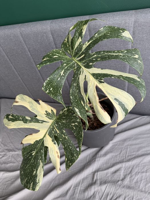 Monstera Thai Constellation