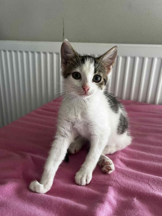 Bójka kociak do adopcji