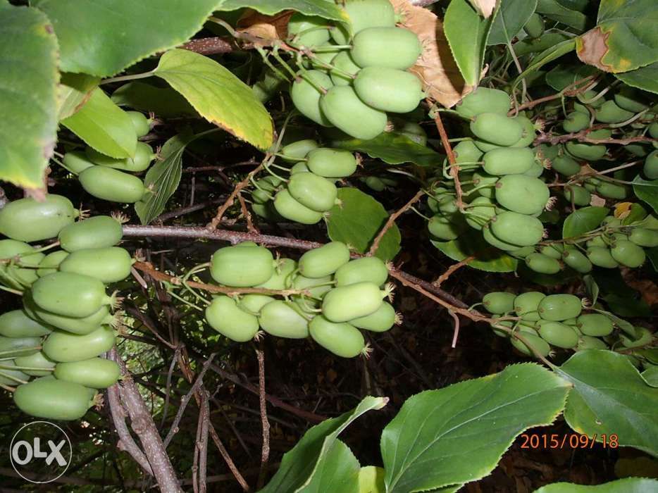 Kiwi-aktinidia ostrolistna 80 cm imrozoodporna - do gruntu