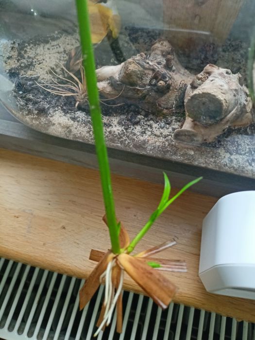 Banan papierus opuncja oliwka basjo